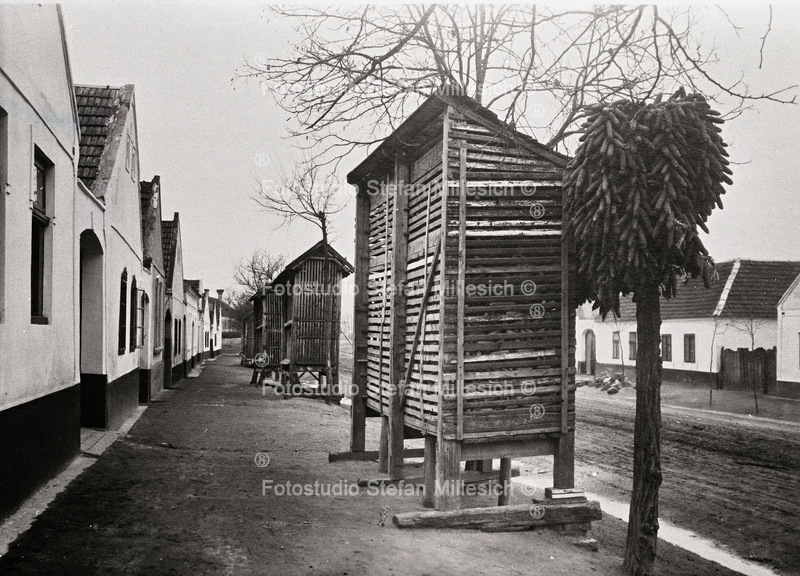 Kukuruz Reische