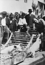 Schweinemarkt