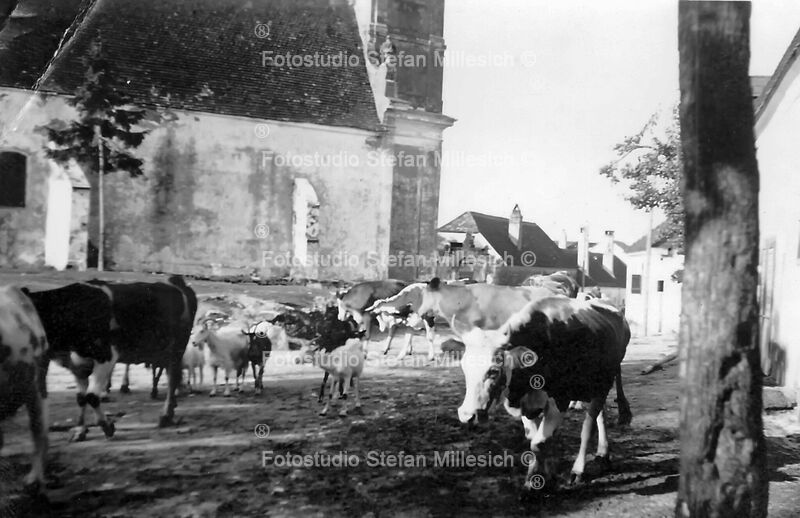 0053 RauE Kirche Kühe